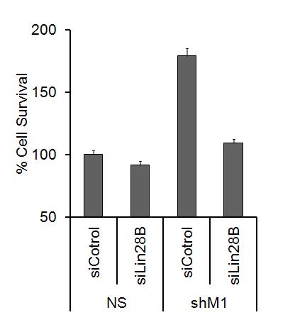 대조군과 shM1 세포에서 Lin28B를 knockdown 시켰을 때의 세포 증식 조사