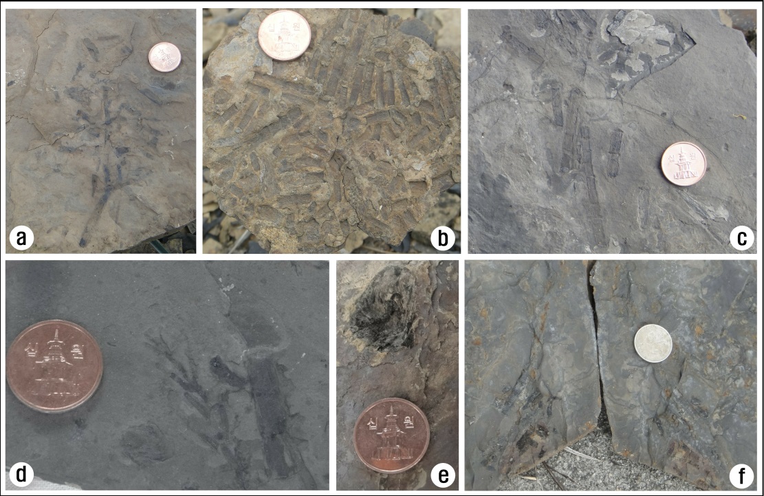그림 4-20. 산북동층에서 산출되는 식물화석 사진