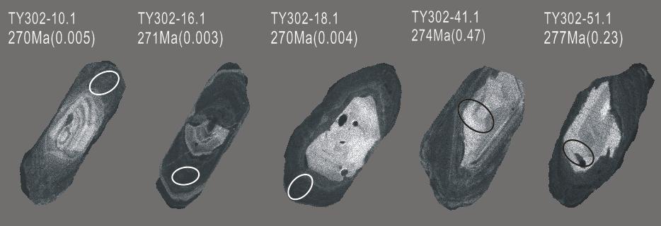 히다변성암 석류석-흑운모 편마암(TY302) 시료의 가장 젊은 고생대 연령집중군 저어콘에 대한 음극발광영상, SHRIMP spot 위치와 206Pb/238U 연령. 괄호 안의 수치는 Th/U 비.