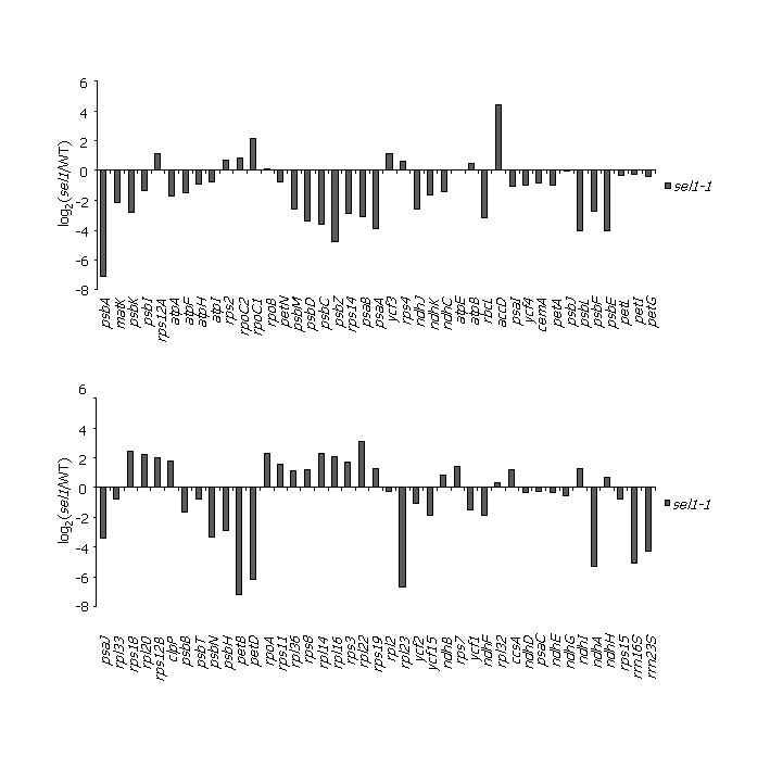 그림 3. Expression levels of plastid genes in sel1 mutant
