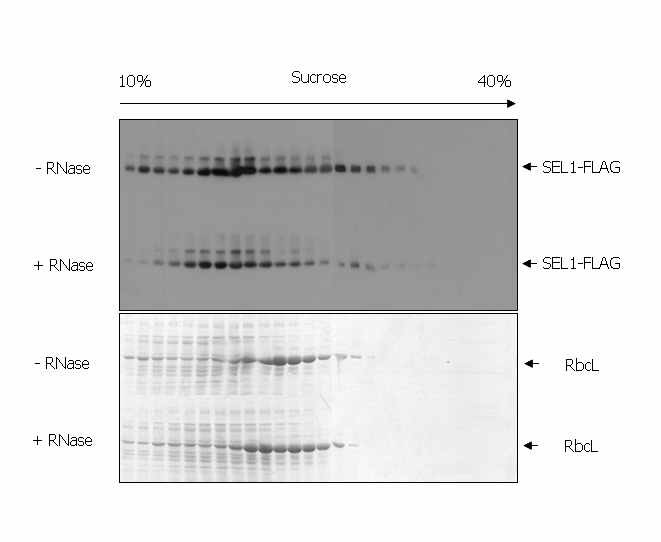 그림 4. Sucrose gradient sedimentation analysis of SEL1 in stromal extracts