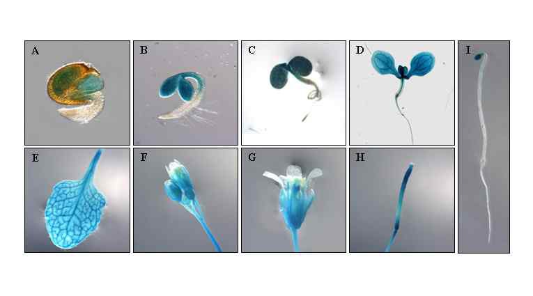 그림 6. Histochemical analysis of GUS expression driven by SEL1 promoter in Arabidopsis
