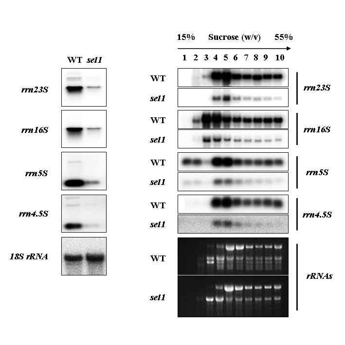 그림 7. Analysis of plastid ribosome in sel1 mutant