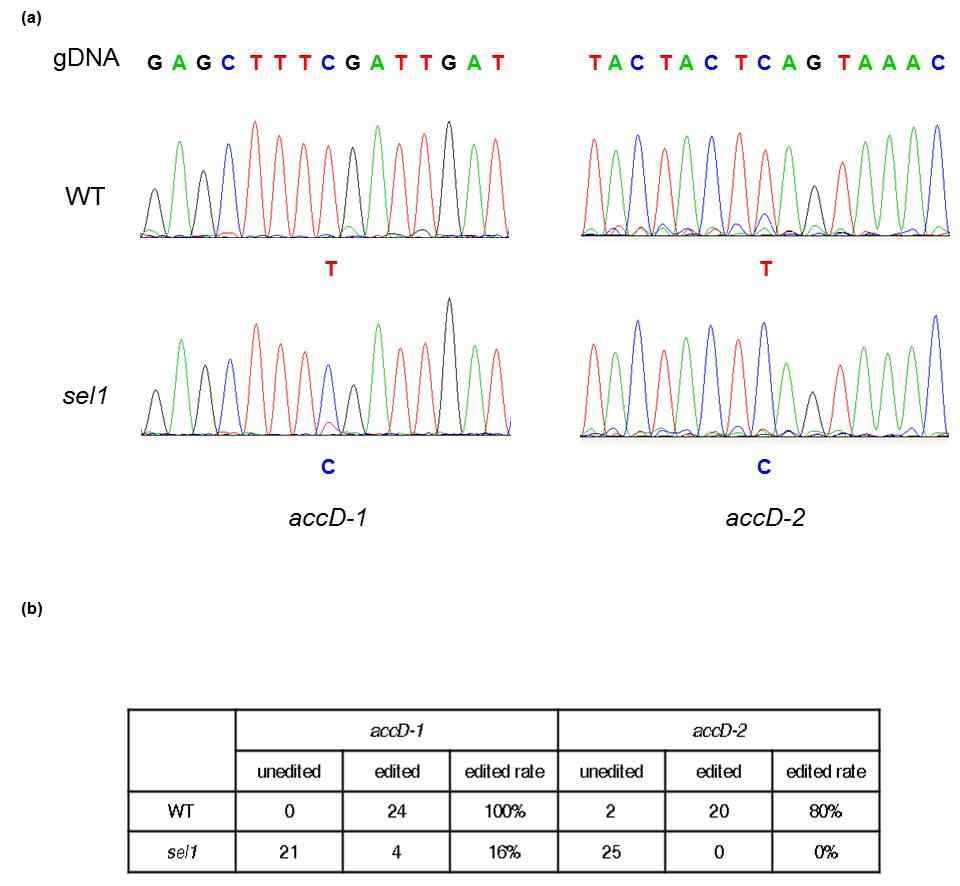 그림 2. sel1 mutant is defective in editing of accD transcripts (accD-1 and accD-2)