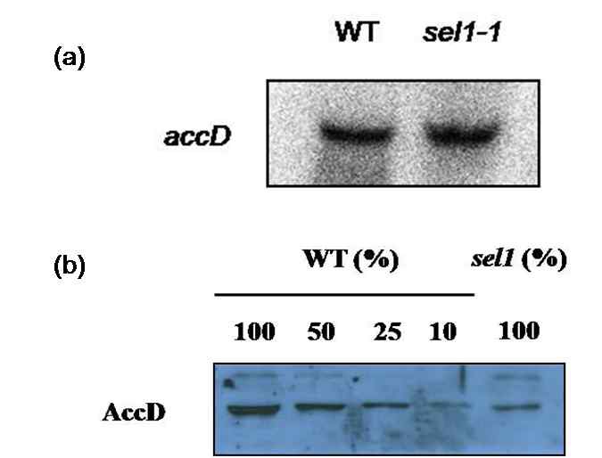 그림 5. Accumulation of accD transcript (a) and protein(b) in wild type and sel1 mutant