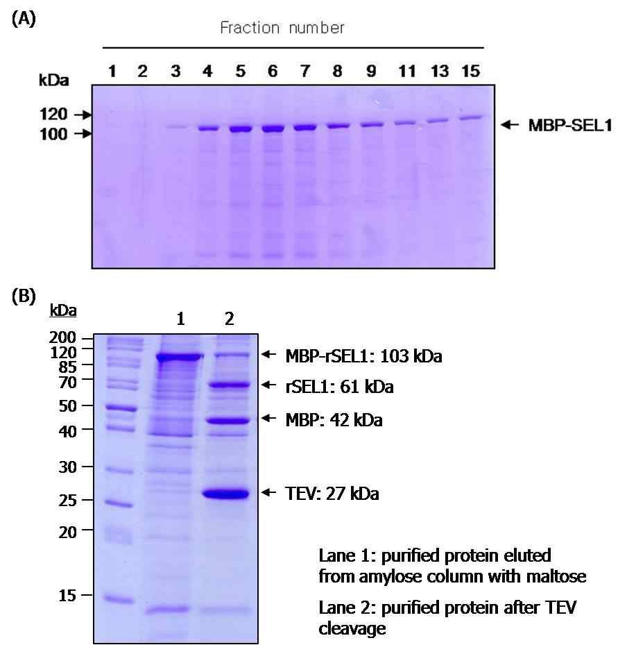 그림 1. Expression and purification of recombinant MBP-SEL1