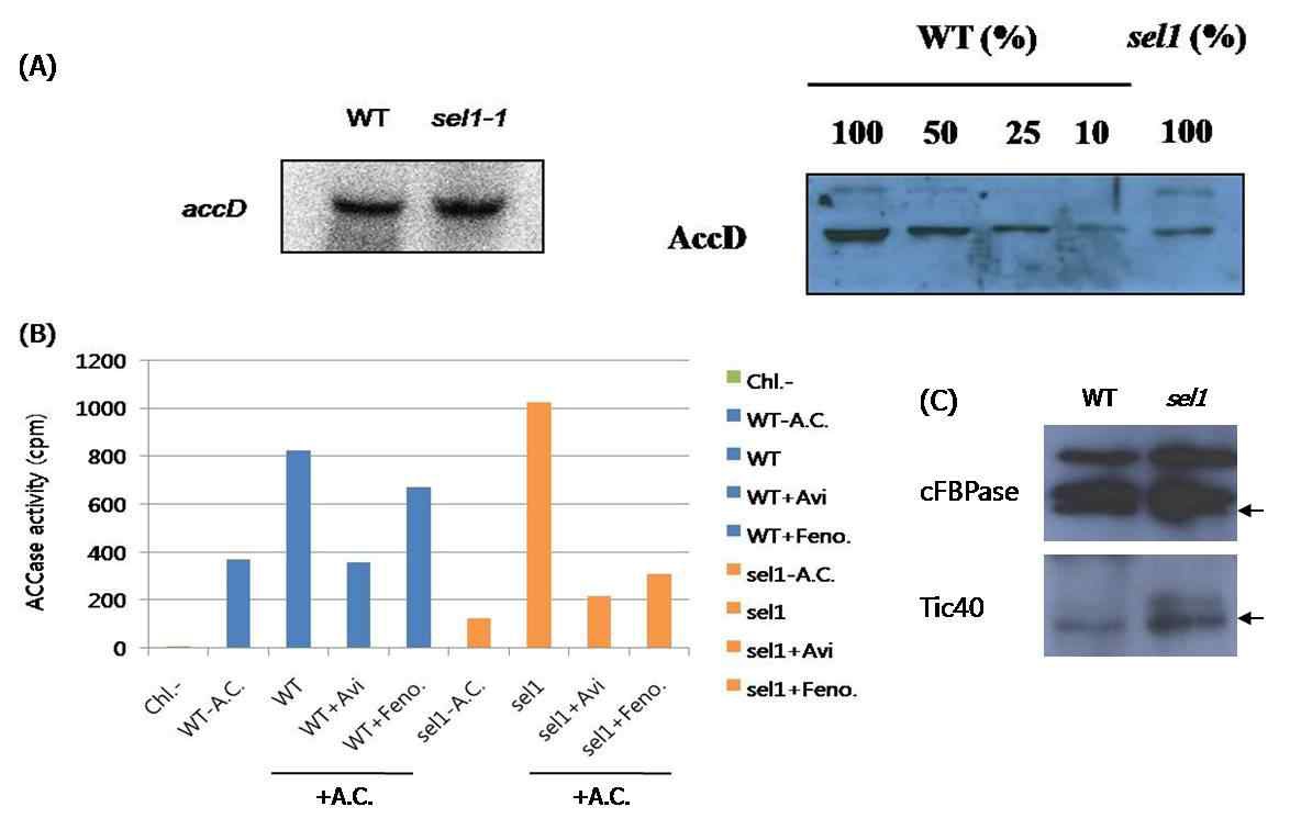 그림 4. Characterization of chloroplastic ACCase activity