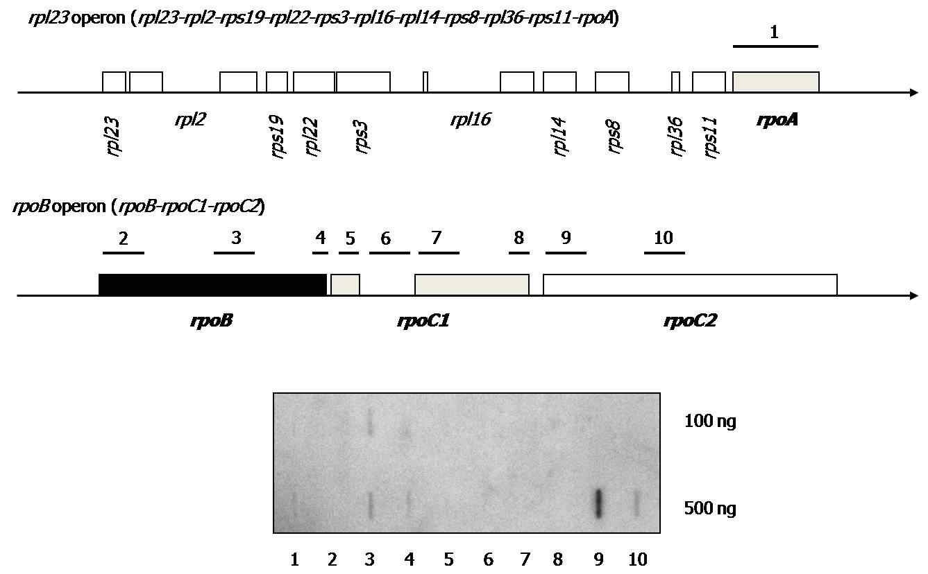 그림 6. Identification for RNA associated with SEL1 after RNA co-immunoprecipitation