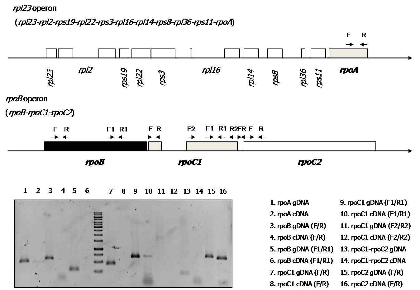 그림 7. RT-PCR for rpo genes after RNA co-immunoprecipitation