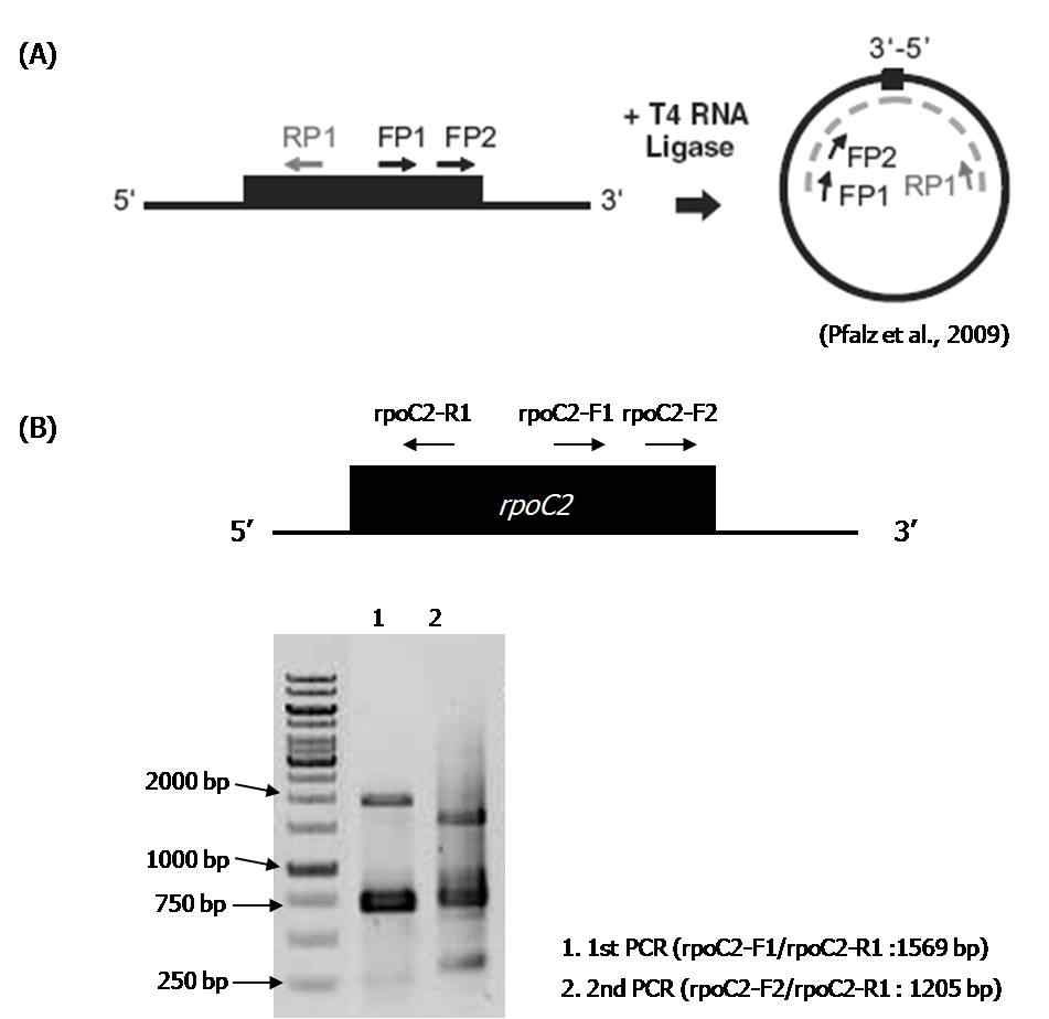 그림 8. cRT-PCR after RNA Co-immunoprecipitation