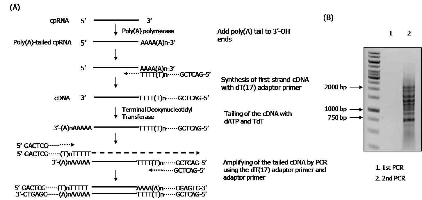 그림 9. Small RNA cloning method for identifying target RNA of SEL1 after RNA co-immunoprecipitation