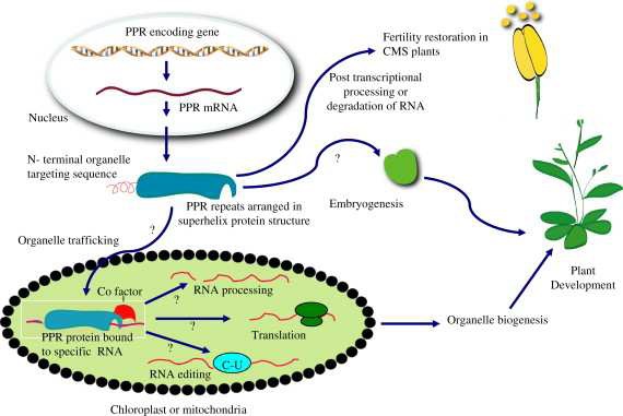 그림 1. 식물의 PPR 단백질의 가능한 기능 모식도
