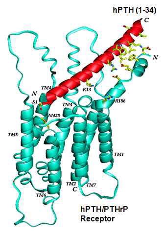 Fig. 8. 인체내에서 분비되는 PTH로 혈청 칼슘레벨을 중요하는 호르몬이며, hPTH 1-34는 크리스탈 구조를 가진, 유전자 재조합을 거친 약물임