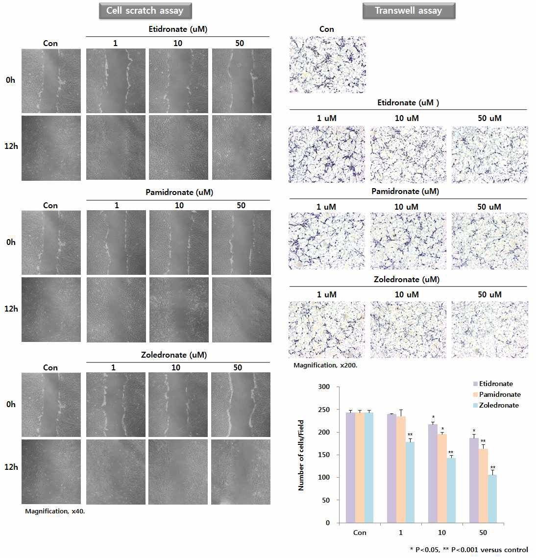 Fig. 16. Effects of bisphosphonates on the migration and invasion of human gingival fibroblasts