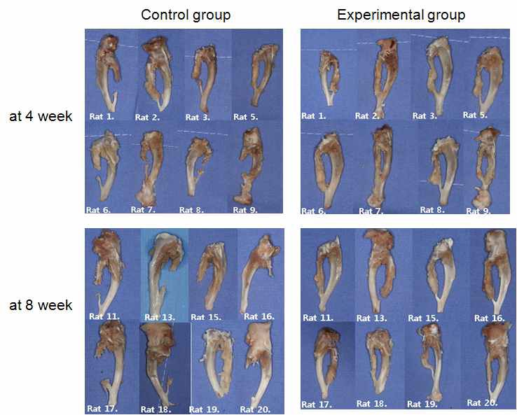 Fig. 22. 대조군과 실험군의 육안소견