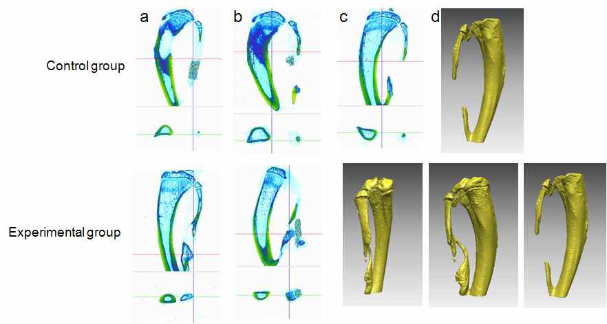 Fig. 23. Micro-computed tomographic findings of 4 week