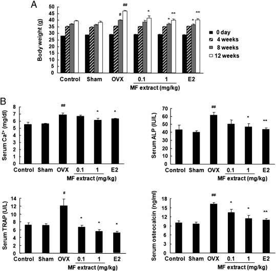 Fig. 29. Effect of Magnolia Flos(MF) extract on body weight and osteoporotic biochemical markers in OVX mice