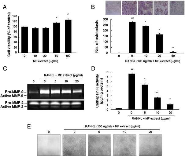 Fig. 32. Effects of MF extract on osteoclastogenesis and bone resorption