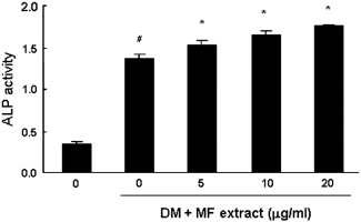 Fig. 33. Effects of MF extract on osteoblast activation
