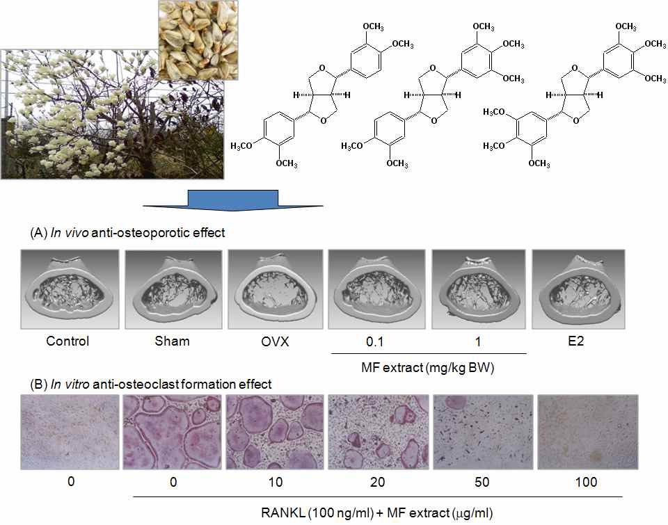 Fig. 36. Graphic abstract on anti-osteoporotic activity of MF extract