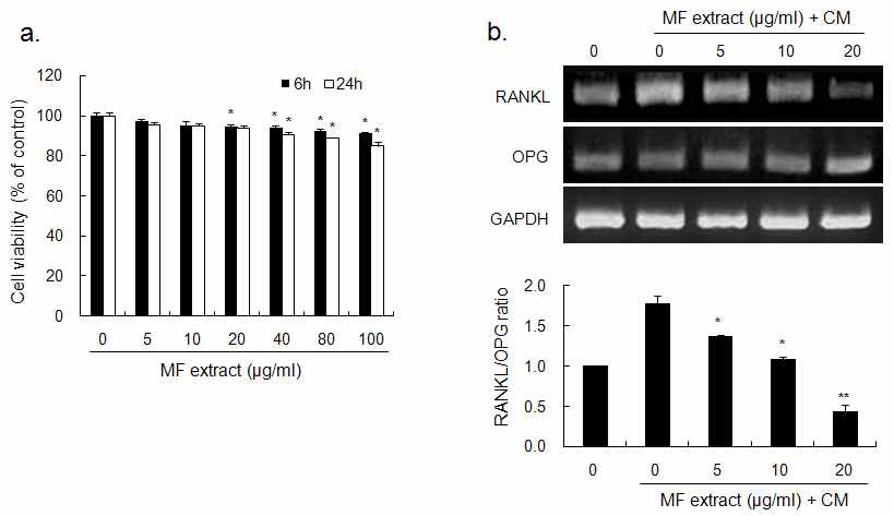 Fig. 40. Effect of MF extract on RANKL and OPG mRNA expression in hFOB1.19 human osteoblastic cells