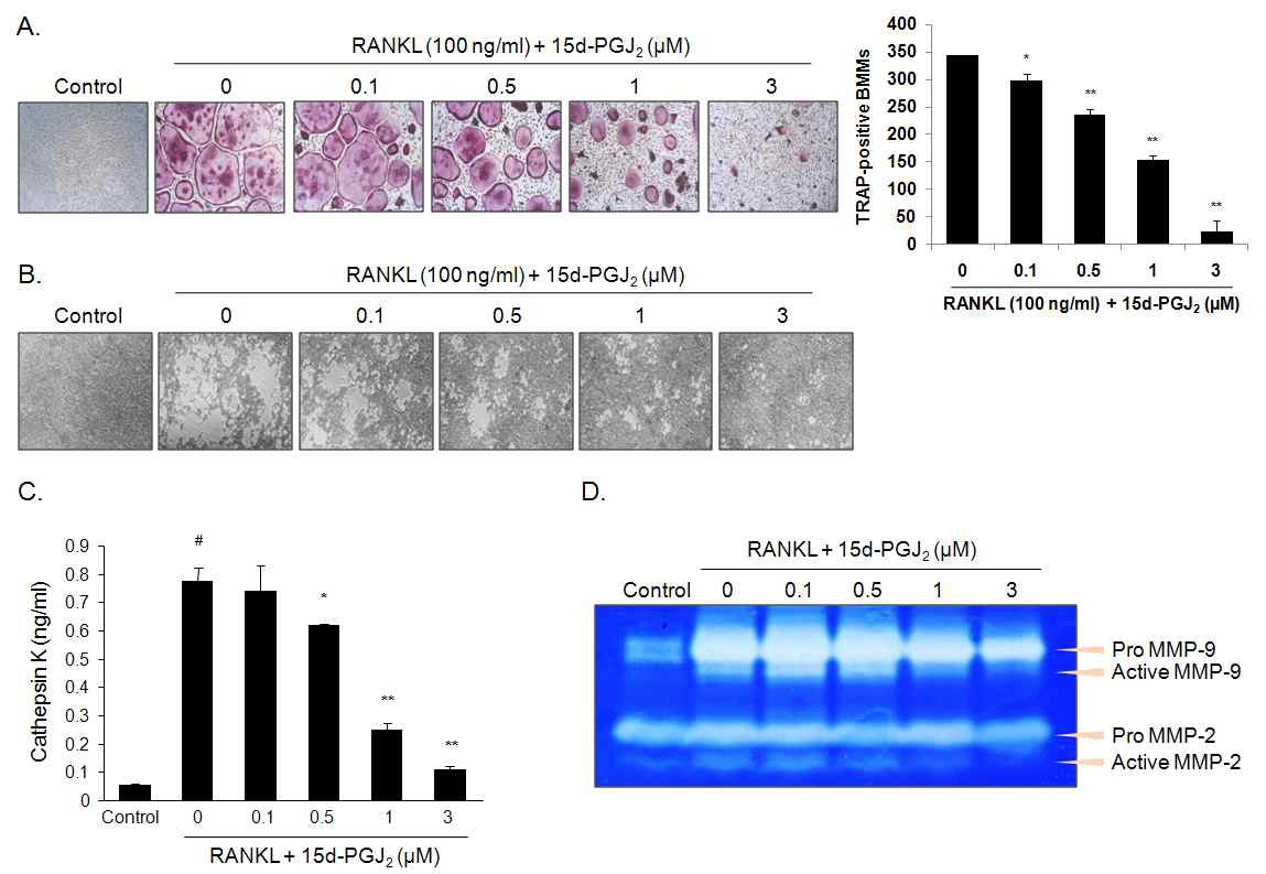Fig. 46. Effect of 15d-PGJ2 on RANKL-induced osteoclast differentiation and activation in BMMs
