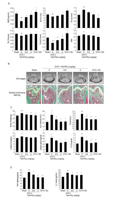 Fig. 48. Effect of 15d-PGJ2 on ovariectomy-induced osteoporosis