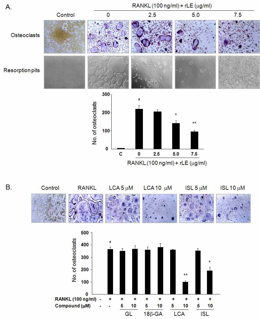 Fig. 52. The effect of rLE and its active components on RANKL-induced osteoclast formation and activity