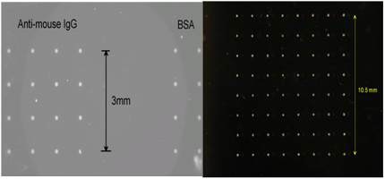 동경대학교와 RIKEN의 탄성표면파를 이용한 직경 150um 단백질 마이크로 어레이 생성