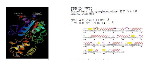 그림 2.3 단백질(PDB: 2WF5)의 리본 구조화 모습과 양 말단