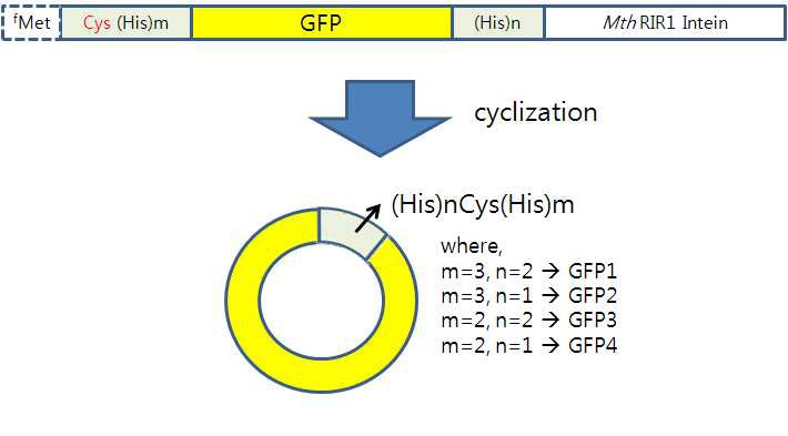 그림 2.14 Mth RIR1 intein을 이용한 GFP의 환형화