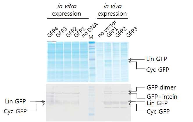그림 2.15 생체내와 시험관에서의 GFP환형화 결과