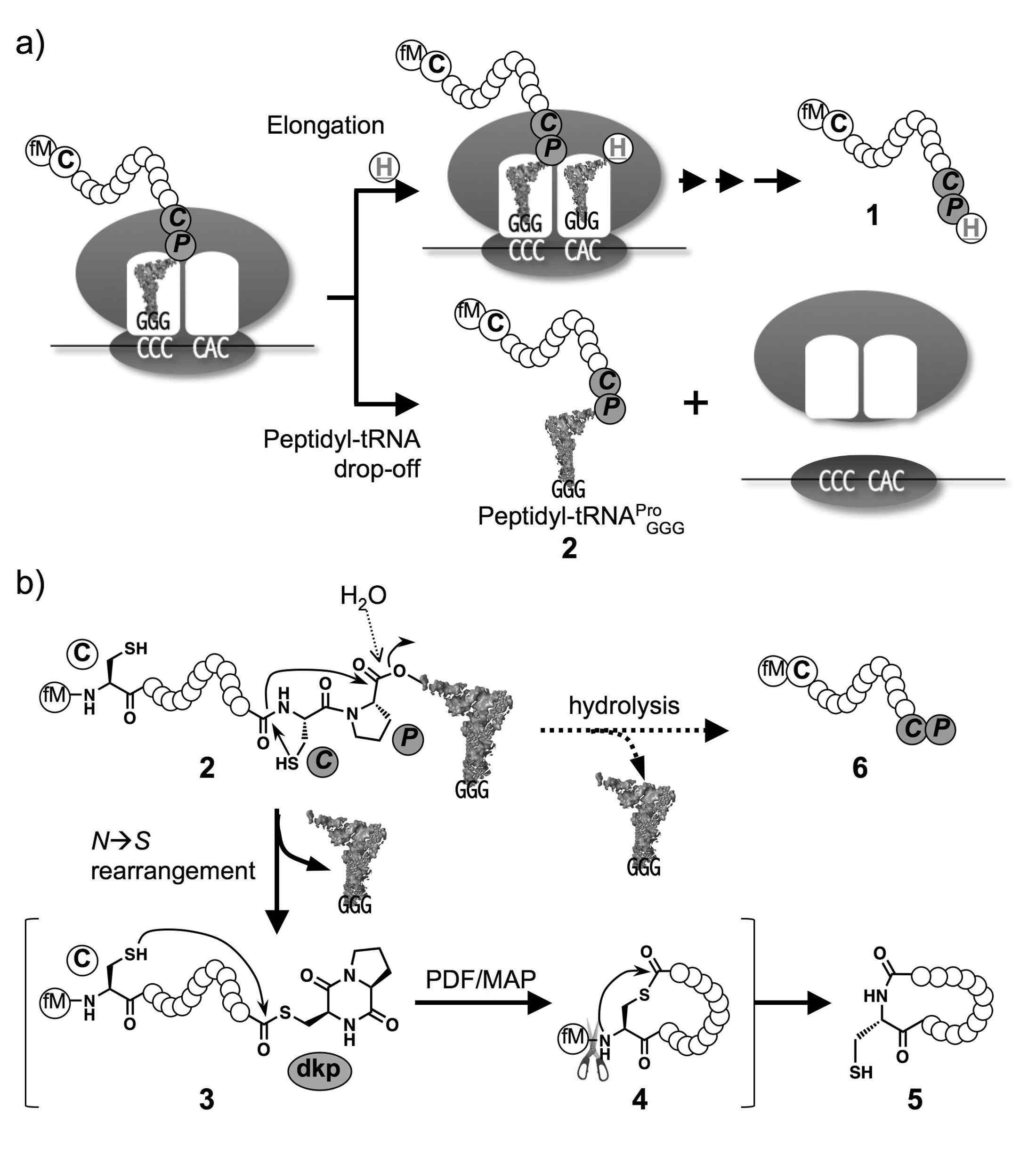 그림 2.17 Peptidyl-tRNA drop-off를 이용한 펩타이드 환형화 전략