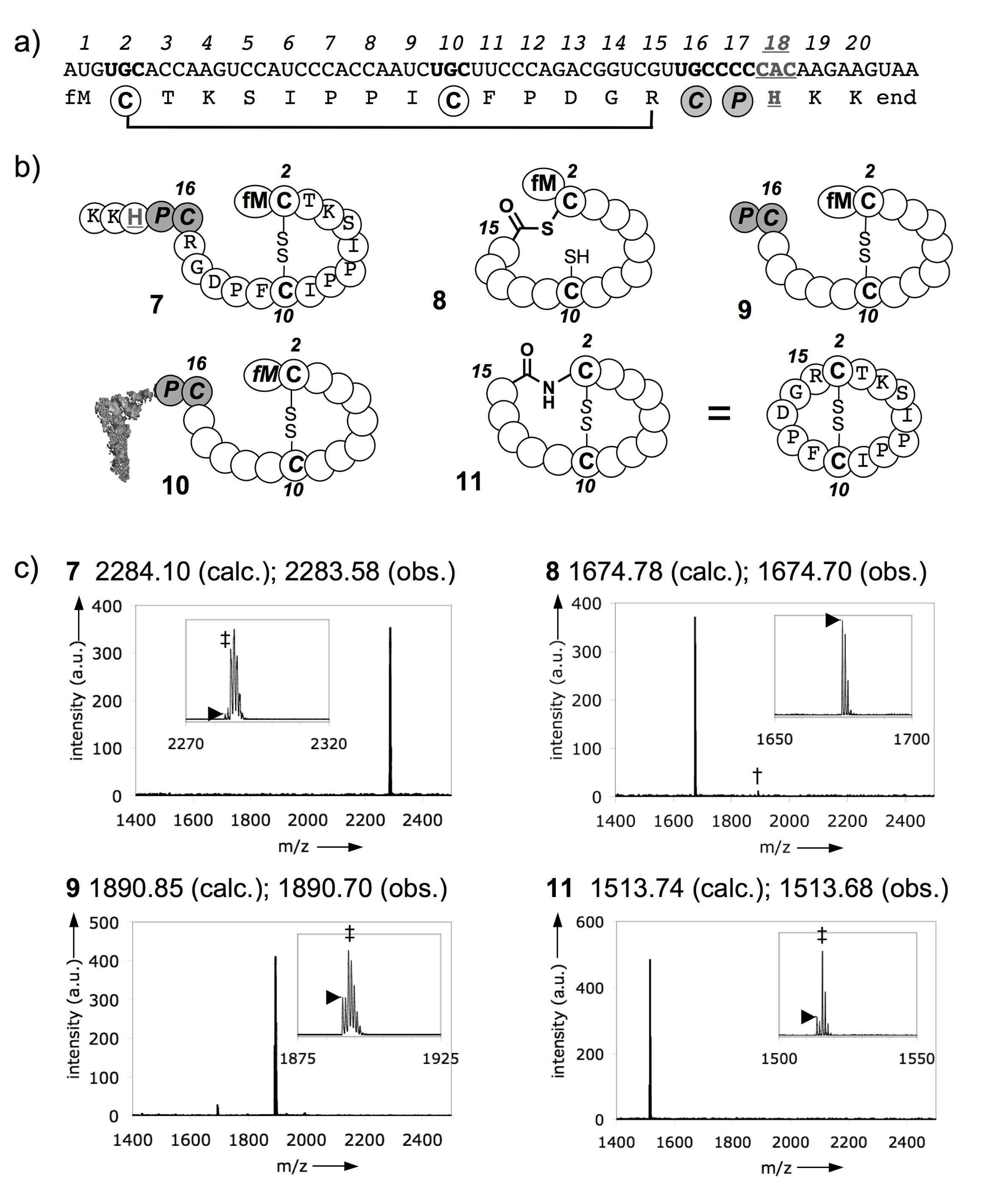 그림 2.18 Peptidyl-tRNA drop-off를 이용한 펩타이드 환형화 결과