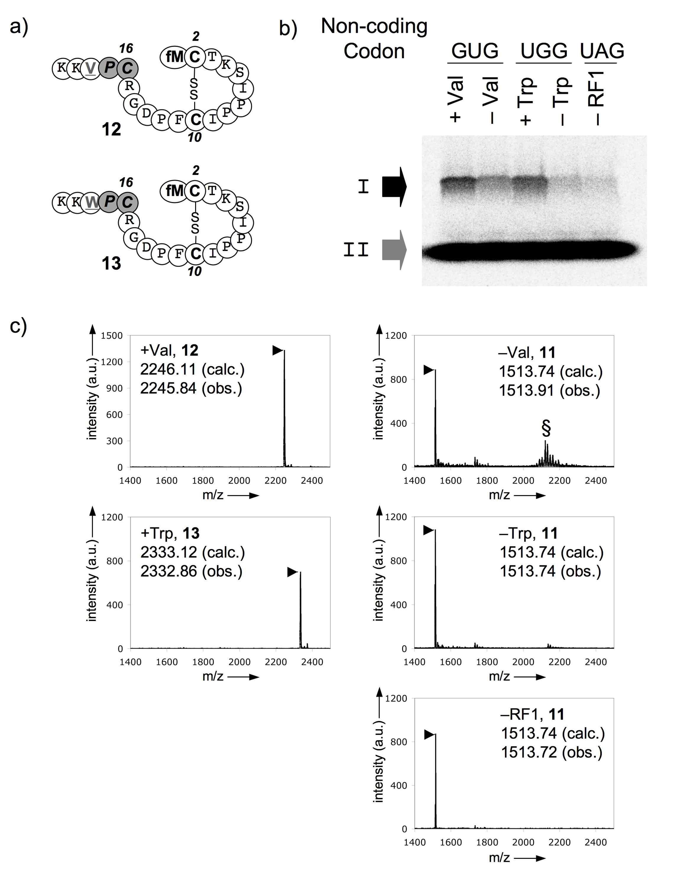 그림 2.19 Peptidyl-tRNA drop-off 위치에 대한 다양성 분석