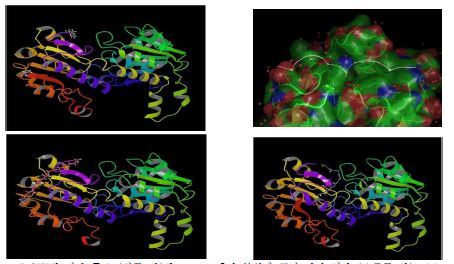 그림 3.15 2J6I의 전체 구조 (왼쪽 위)와 lprotein에서 분석된 표면 거리 결과 (오른쪽 위). cMyc 서열을 도입한 분자구조 (왼쪽 아래)와 Gly-Ser 반복서열 도입한 분자 구조 (오른쪽 아래)