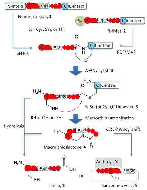 그림 3.17 Schematic representation of intein-mediated protein cyclization (IMPC)