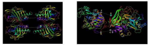 그림 4.1 두개의 1Y7W의 연결 (왼쪽), 1H55와 3COX와의 연결(오른쪽)