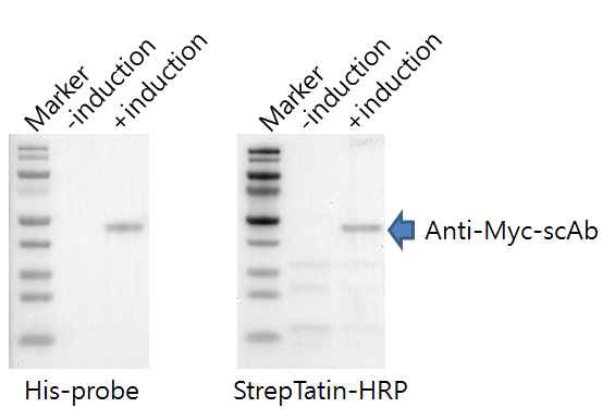 그림 4.14 Anti-Myc scAb의 발현 확인