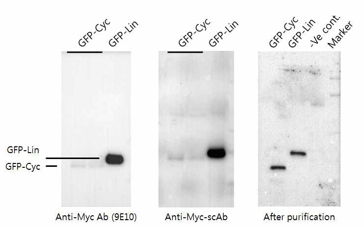 그림 4.15 Anti-Myc scAb의 활성 확인