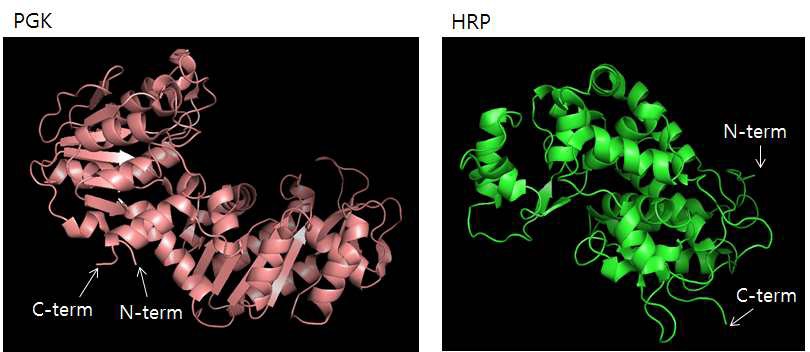 그림 4.17 HRP (1H55)와 PGK (1ZMR)의 구조