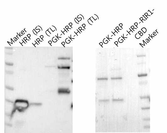 그림 4.19 PGK 융합을 통한 HRP 가용화