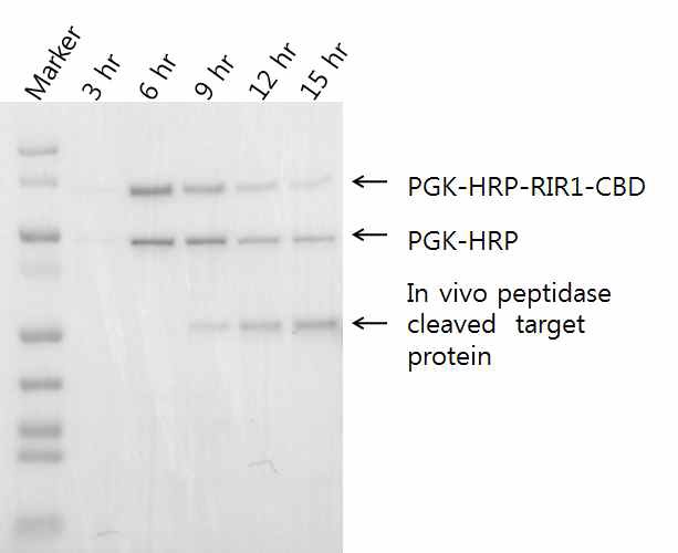 그림 4.20 PGK-HRP-RIR1-CBD의 발현 조건 검색