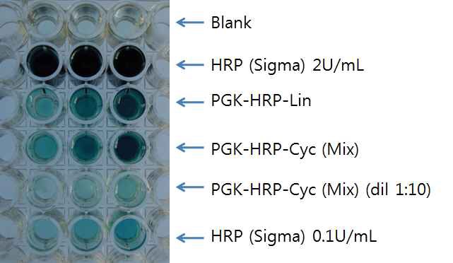 그림 4.22 선형 및 환형 PGK-HRP의 활성 확인