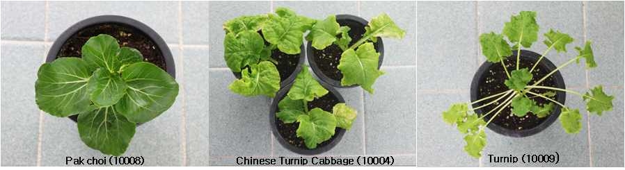 토양에서 4주이상 적응한 식물체(Pak choi, Chinese turnip cabbage, Turnip)