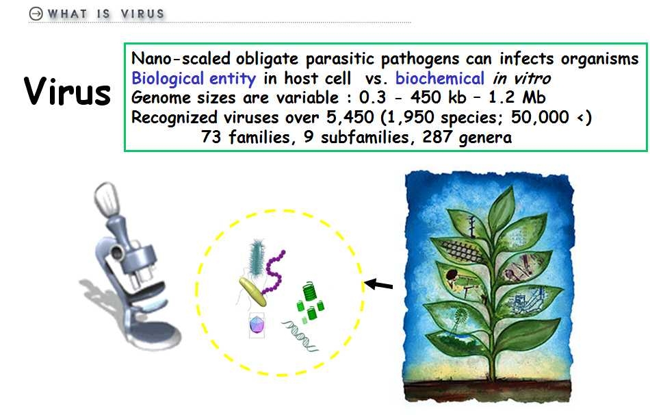 Definition and brief summary of characteristics of virus as biological entity in vivo and biochemical in vitro.