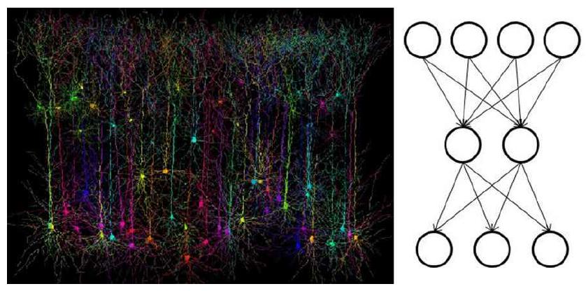 휴먼브레인 프로젝트에서 모델링 하는 신경세포들의 모습(왼쪽)과 기존 신경망 알고리즘에서 사용하는 신경세포(오른쪽)의 모습