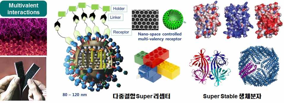 고 특이성/결합력/안정성 super 리셉터 개발