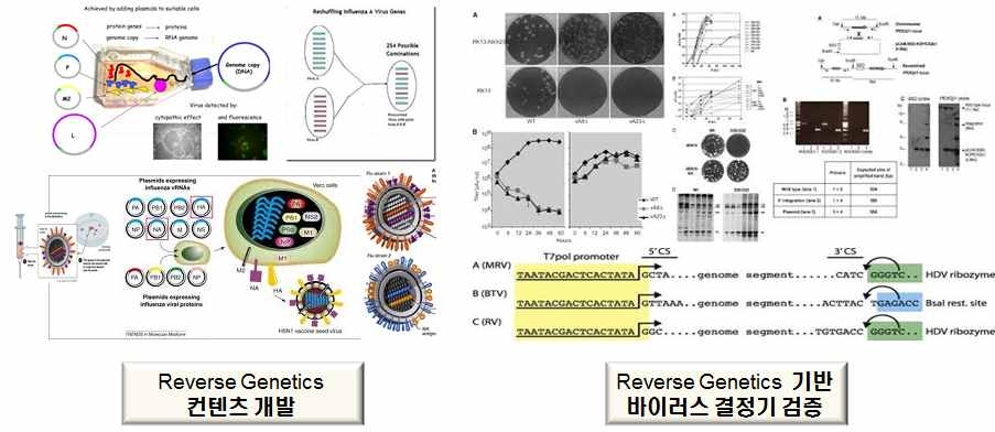 Reverse genetic 기반 신·변종 바이러스 결정기 규명