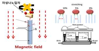 자성 나노입자와 나노필라를 결합하여 제작된 구조변형식 센서